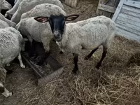 Ovelha, Dorper sheep — foto 3