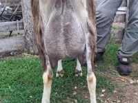 Koza, Saanen goat — fotografija 3