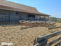 Schaf, Merino sheep — Foto 1