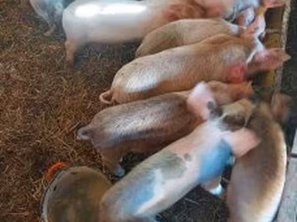 Säue, Schweine
