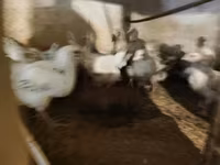 Turkeys — foto 1