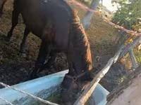 Cavalo, Cavalos — foto 5
