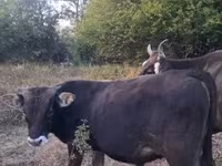 Bulle, Braune Karpatenrasse — Foto 4