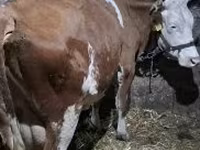 गाय, हंगेरियन ग्रे नस्ल — फ़ोटो 4