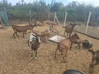 Taka, Nubian Goat — 8-rasm