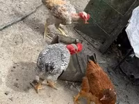 Chickens — 写真 3