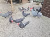 Chickens — zdjęcie 4