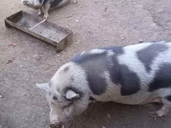 Свиноматка, Свині — Угорщина