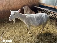 Ziege, Ziegen — Foto 2