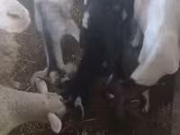 كبش, الأغنام — الصورة 1