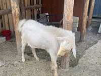 Koza, Saanen goat — fotografija 7