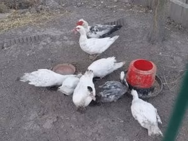 Ducks