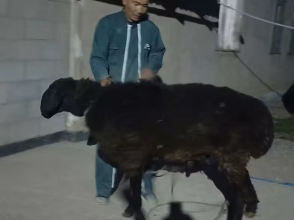 Ovan, Karakul sheep