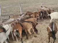 母山羊, Alpine goat — 照片 4