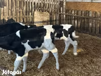 Бык, Чёрно-пёстрая корова — фото 6