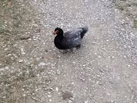 Domestic Muscovy — photo 2