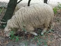 雄羊, Racka sheep — 写真 2