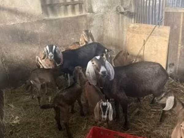 बकरियाँ (लॉट, लिंग निर्दिष्ट नहीं), बकरियाँ