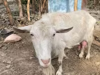 Koza, Fergana goat — fotografija 5