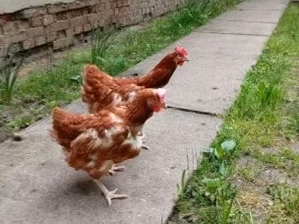 Chickens — Hungria