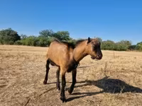 公山羊, Goats — 照片 2