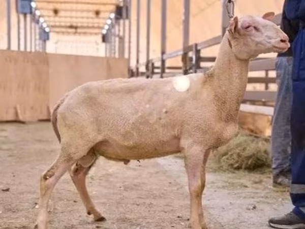Ovan, East Friesian Dairy sheep