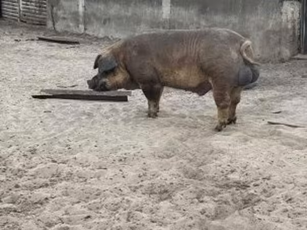 Eber, Дюрок