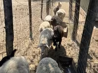 Sheep, Merino sheep — photo 2