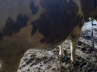 Бұқа, Simmental cattle — 3-сурет