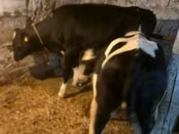 Sigir, Russian Black pied cattle — 2-rasm