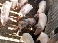 猪（批次，未指定性别）, Pigs — 照片 2