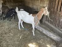 Ешкі, Ешкілер — 2-сурет