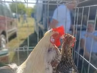Chickens — Foto 7