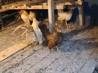 Bantam — fotografija 1