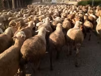 मेढ़ा, भेड़ — फ़ोटो 1