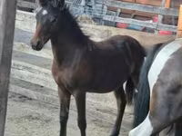 Caballo, Welsh Cob — foto 2