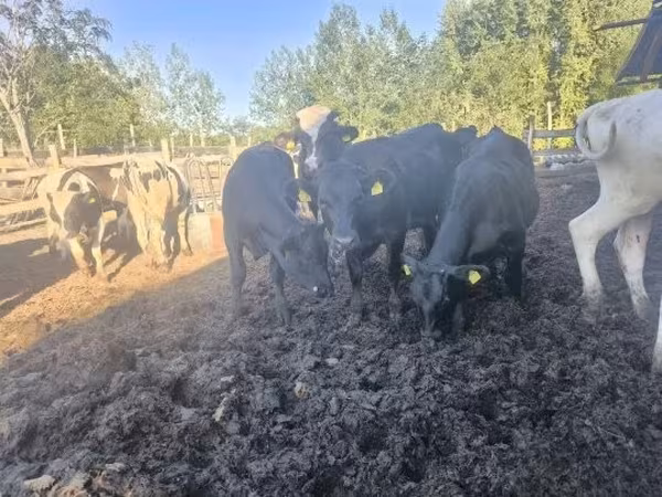 Vaca, Aberdeen-Angus — Hungria