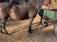 母马, Horses — 照片 1