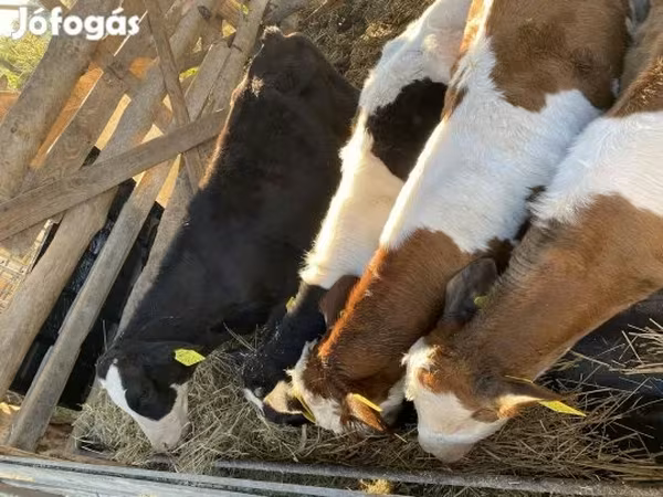 公牛, Simmental cattle