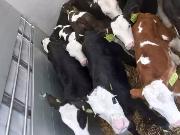 Bik, Simmental cattle