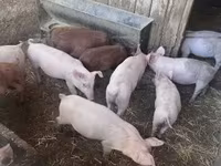 Świnie (partia, płeć nieokreślona) — zdjęcie 3