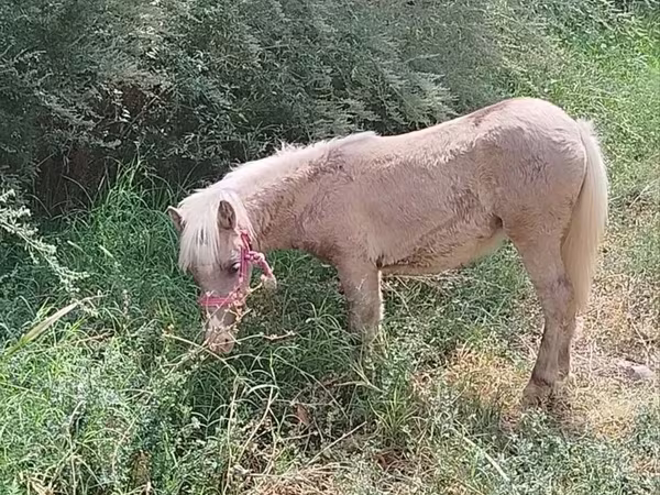Mare, Horses