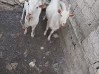 Kozioł, Kozy — zdjęcie 1