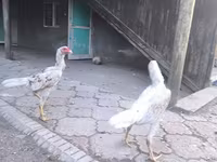 Shamo chickens — photo 6