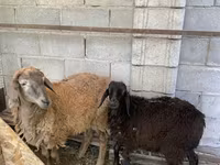 Ovan, Small-tailed Han sheep — fotografija 3