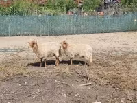 Qoʻy, Racka sheep — 2-rasm