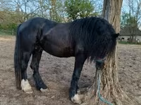 Pastuv, Gypsy horse — fotografija 2