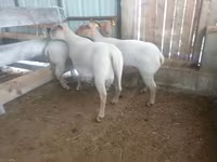 Ovca, Baerchuke sheep — fotografija 1