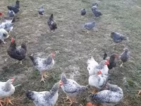 Chickens — फ़ोटो 4