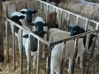 Bélier, Dorper sheep — photo 5